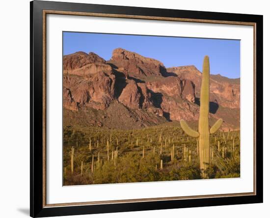 Arizona, Organ Pipe Cactus National Monument-John Barger-Framed Photographic Print