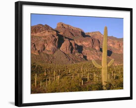 Arizona, Organ Pipe Cactus National Monument-John Barger-Framed Photographic Print