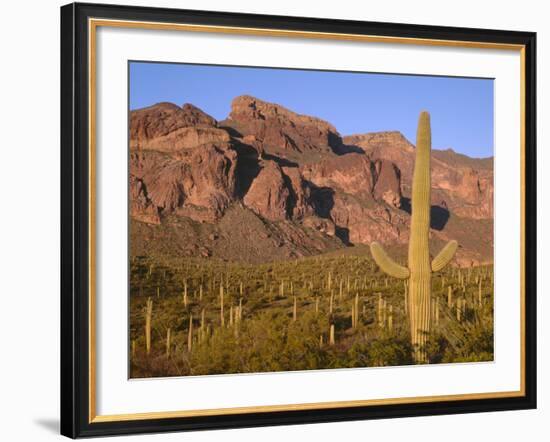 Arizona, Organ Pipe Cactus National Monument-John Barger-Framed Photographic Print