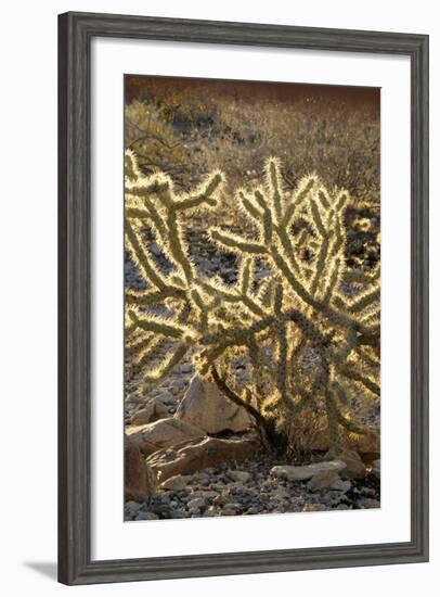 Arizona, Organ Pipe Cactus Nm. Chain Fruit Cholla Showing Spines-Kevin Oke-Framed Photographic Print