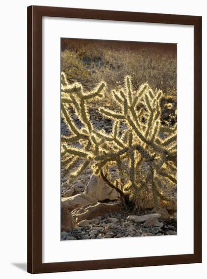 Arizona, Organ Pipe Cactus Nm. Chain Fruit Cholla Showing Spines-Kevin Oke-Framed Photographic Print