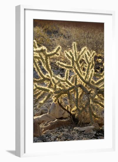 Arizona, Organ Pipe Cactus Nm. Chain Fruit Cholla Showing Spines-Kevin Oke-Framed Photographic Print