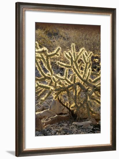 Arizona, Organ Pipe Cactus Nm. Chain Fruit Cholla Showing Spines-Kevin Oke-Framed Photographic Print