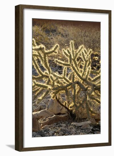 Arizona, Organ Pipe Cactus Nm. Chain Fruit Cholla Showing Spines-Kevin Oke-Framed Photographic Print