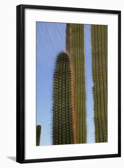 Arizona, Organ Pipe Cactus Nm. Organ Pipe Cactus Back Lit Close Up-Kevin Oke-Framed Photographic Print