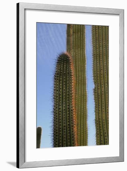 Arizona, Organ Pipe Cactus Nm. Organ Pipe Cactus Back Lit Close Up-Kevin Oke-Framed Photographic Print