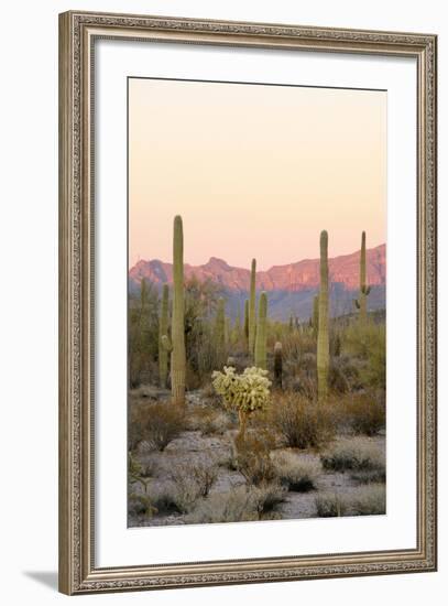 Arizona, Organ Pipe Cactus Nm. Saguaro Cactus and Chain Fruit Cholla-Kevin Oke-Framed Photographic Print