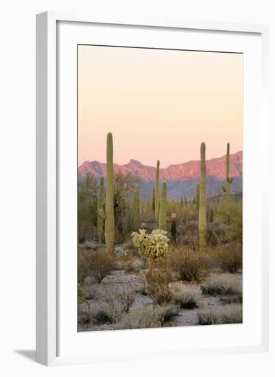 Arizona, Organ Pipe Cactus Nm. Saguaro Cactus and Chain Fruit Cholla-Kevin Oke-Framed Photographic Print