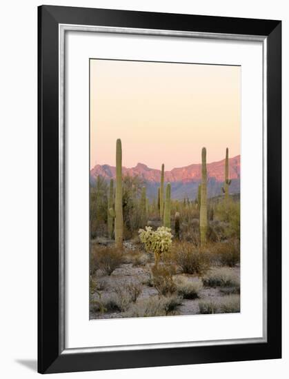 Arizona, Organ Pipe Cactus Nm. Saguaro Cactus and Chain Fruit Cholla-Kevin Oke-Framed Photographic Print