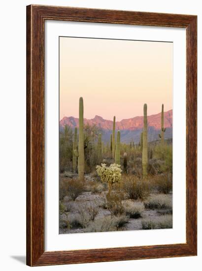 Arizona, Organ Pipe Cactus Nm. Saguaro Cactus and Chain Fruit Cholla-Kevin Oke-Framed Photographic Print