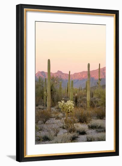 Arizona, Organ Pipe Cactus Nm. Saguaro Cactus and Chain Fruit Cholla-Kevin Oke-Framed Photographic Print