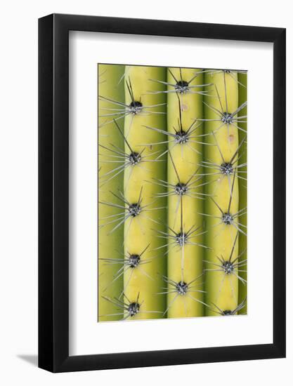 Arizona, Organ Pipe Cactus Nm. Saguaro Cactus Close Up of Spines-Kevin Oke-Framed Photographic Print