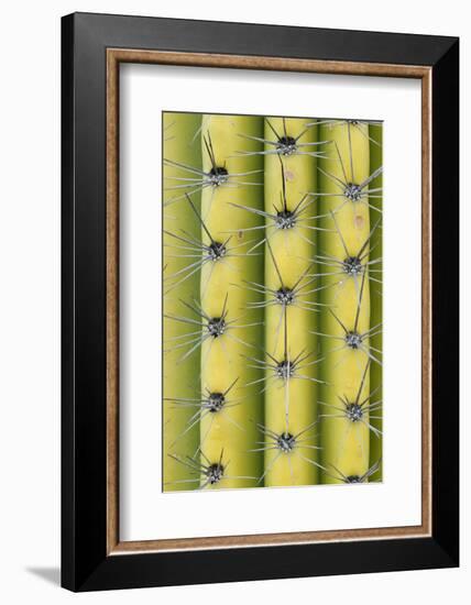 Arizona, Organ Pipe Cactus Nm. Saguaro Cactus Close Up of Spines-Kevin Oke-Framed Photographic Print