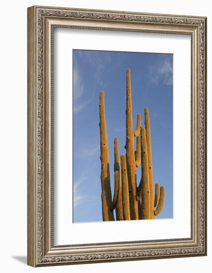 Arizona, Organ Pipe Cactus Nm. Saguaro Cactus in Front of a Blue Sky-Kevin Oke-Framed Photographic Print