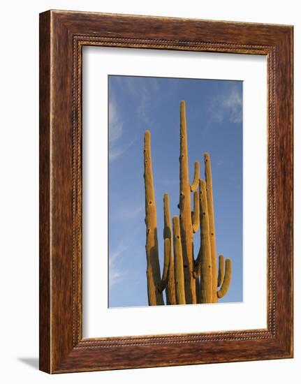 Arizona, Organ Pipe Cactus Nm. Saguaro Cactus in Front of a Blue Sky-Kevin Oke-Framed Photographic Print