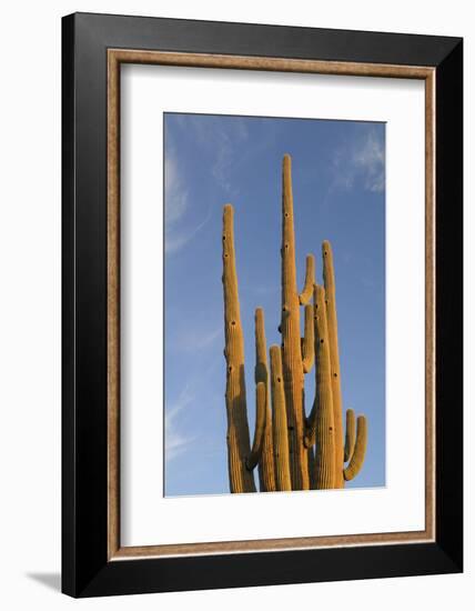 Arizona, Organ Pipe Cactus Nm. Saguaro Cactus in Front of a Blue Sky-Kevin Oke-Framed Photographic Print