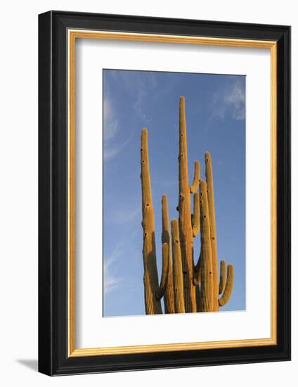 Arizona, Organ Pipe Cactus Nm. Saguaro Cactus in Front of a Blue Sky-Kevin Oke-Framed Photographic Print