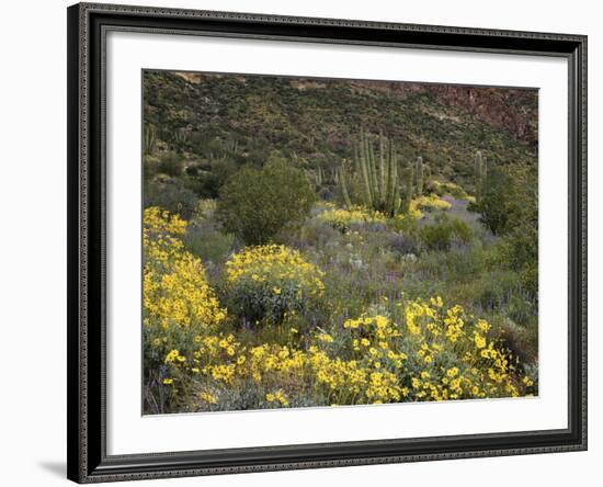 Arizona, Organ Pipe Cactus NM, Wildflowers in the Ajo Mountains-Christopher Talbot Frank-Framed Photographic Print