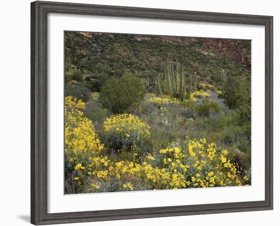 Arizona, Organ Pipe Cactus NM, Wildflowers in the Ajo Mountains-Christopher Talbot Frank-Framed Photographic Print