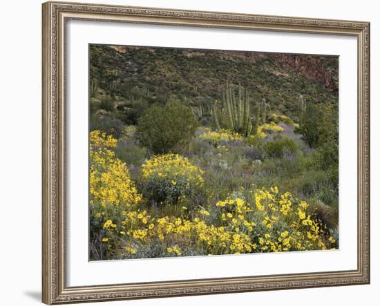 Arizona, Organ Pipe Cactus NM, Wildflowers in the Ajo Mountains-Christopher Talbot Frank-Framed Photographic Print