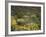 Arizona, Organ Pipe Cactus NM, Wildflowers in the Ajo Mountains-Christopher Talbot Frank-Framed Photographic Print