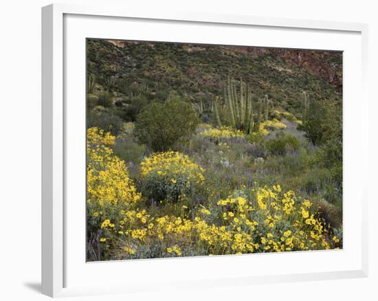 Arizona, Organ Pipe Cactus NM, Wildflowers in the Ajo Mountains-Christopher Talbot Frank-Framed Photographic Print