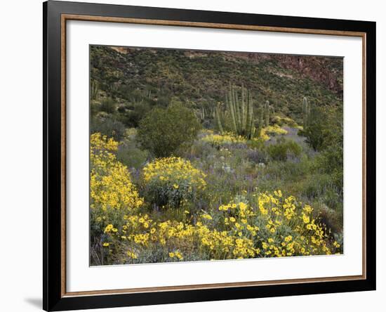 Arizona, Organ Pipe Cactus NM, Wildflowers in the Ajo Mountains-Christopher Talbot Frank-Framed Photographic Print