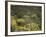 Arizona, Organ Pipe Cactus NM, Wildflowers in the Ajo Mountains-Christopher Talbot Frank-Framed Photographic Print