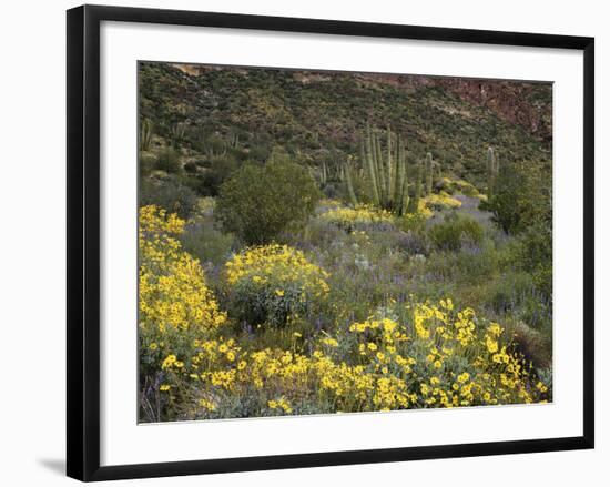 Arizona, Organ Pipe Cactus NM, Wildflowers in the Ajo Mountains-Christopher Talbot Frank-Framed Photographic Print