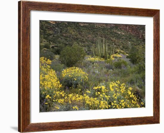 Arizona, Organ Pipe Cactus NM, Wildflowers in the Ajo Mountains-Christopher Talbot Frank-Framed Photographic Print