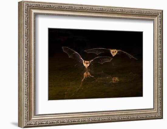 Arizona, Pallid Bat Drinking-Ellen Goff-Framed Photographic Print