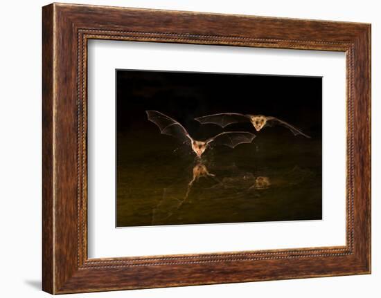 Arizona, Pallid Bat Drinking-Ellen Goff-Framed Photographic Print