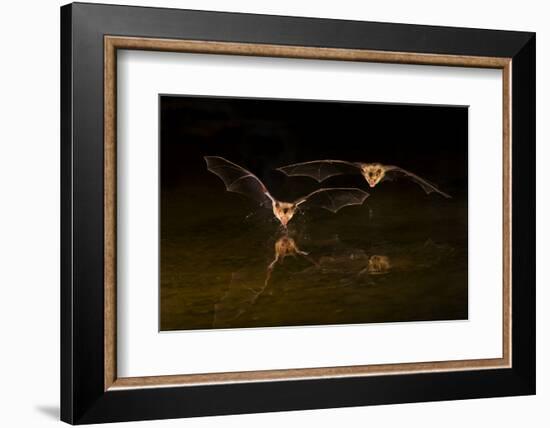 Arizona, Pallid Bat Drinking-Ellen Goff-Framed Photographic Print