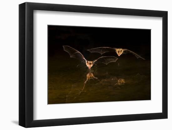 Arizona, Pallid Bat Drinking-Ellen Goff-Framed Photographic Print