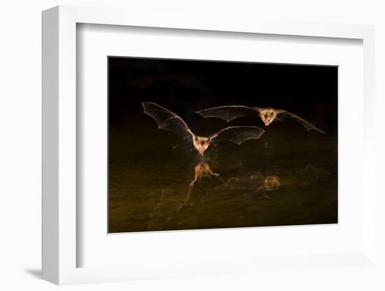 Arizona, Pallid Bat Drinking-Ellen Goff-Framed Photographic Print