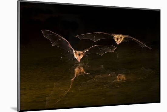 Arizona, Pallid Bat Drinking-Ellen Goff-Mounted Photographic Print