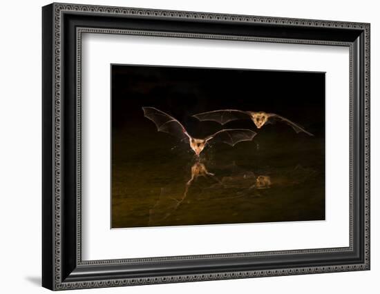 Arizona, Pallid Bat Drinking-Ellen Goff-Framed Photographic Print