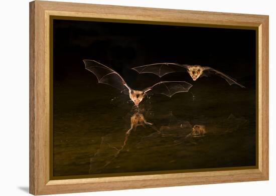 Arizona, Pallid Bat Drinking-Ellen Goff-Framed Premier Image Canvas