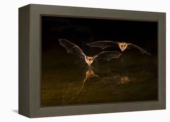 Arizona, Pallid Bat Drinking-Ellen Goff-Framed Premier Image Canvas