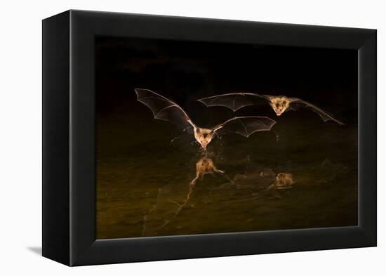 Arizona, Pallid Bat Drinking-Ellen Goff-Framed Premier Image Canvas