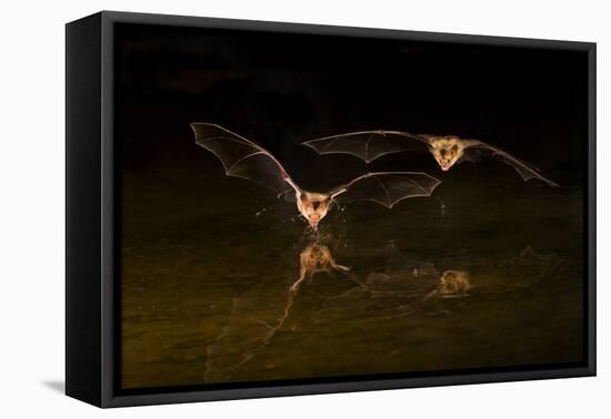 Arizona, Pallid Bat Drinking-Ellen Goff-Framed Premier Image Canvas