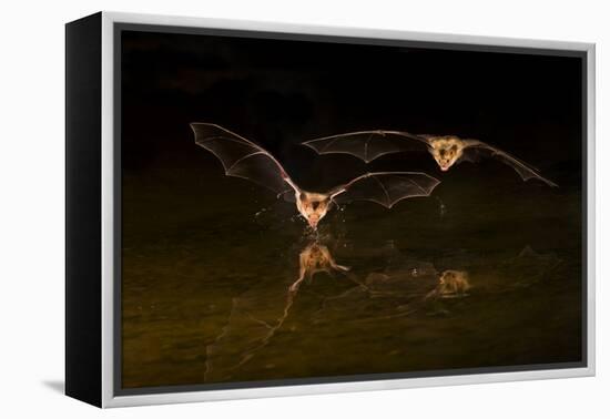 Arizona, Pallid Bat Drinking-Ellen Goff-Framed Premier Image Canvas