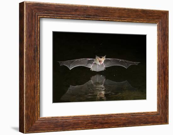 Arizona, Pallid Bat Drinking-Ellen Goff-Framed Photographic Print