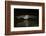 Arizona, Pallid Bat Drinking-Ellen Goff-Framed Photographic Print