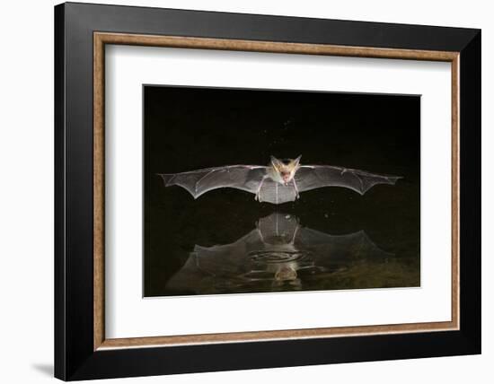 Arizona, Pallid Bat Drinking-Ellen Goff-Framed Photographic Print