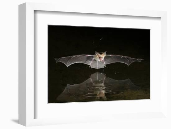 Arizona, Pallid Bat Drinking-Ellen Goff-Framed Photographic Print