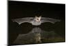 Arizona, Pallid Bat Drinking-Ellen Goff-Mounted Photographic Print