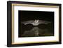 Arizona, Pallid Bat Drinking-Ellen Goff-Framed Photographic Print