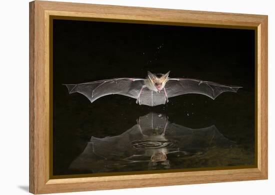 Arizona, Pallid Bat Drinking-Ellen Goff-Framed Premier Image Canvas