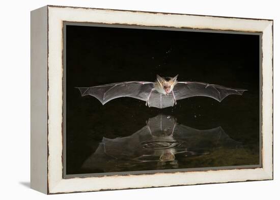 Arizona, Pallid Bat Drinking-Ellen Goff-Framed Premier Image Canvas